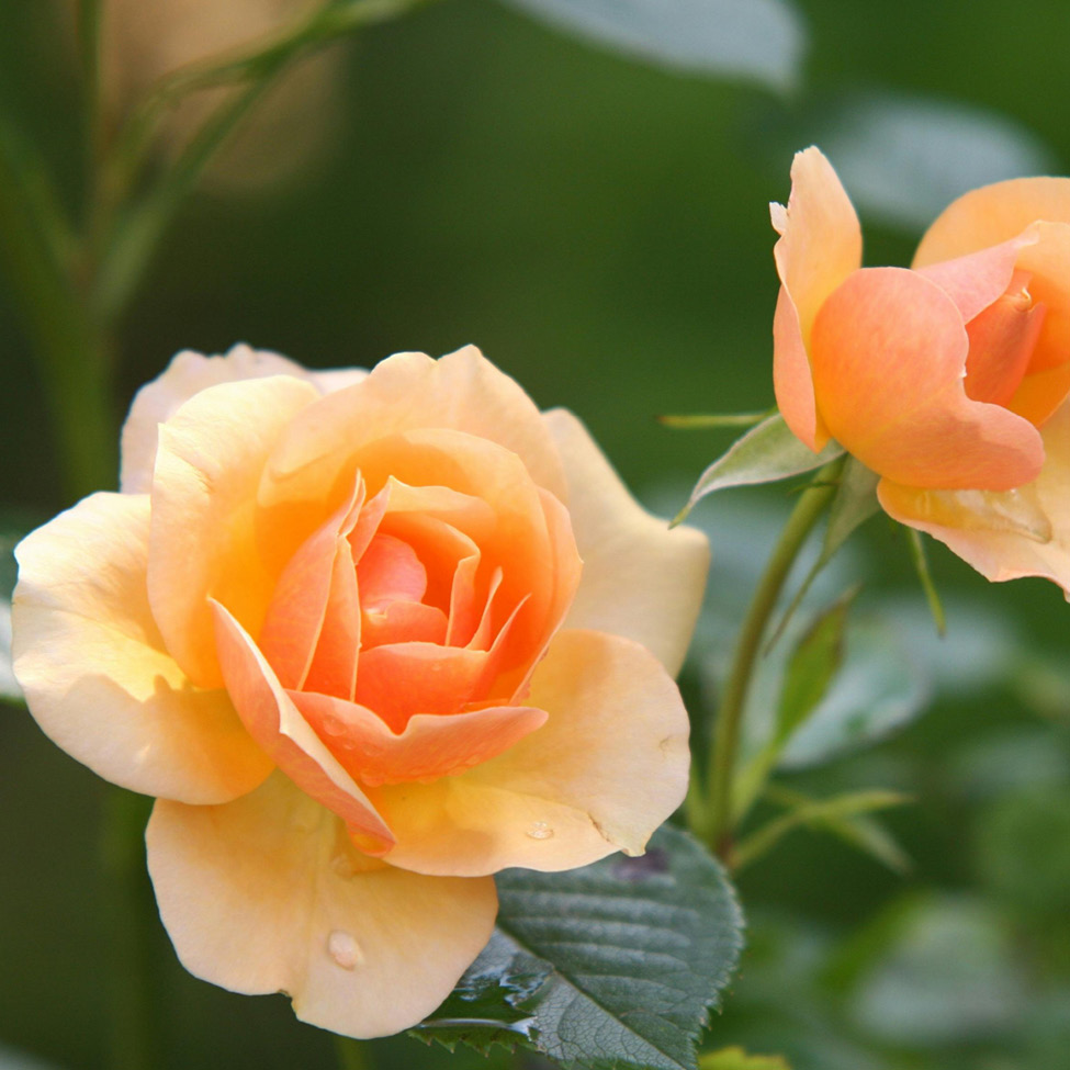 Rose - Flower Gardens