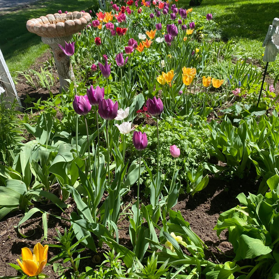 Perennial Flower Garden - Wisconsin