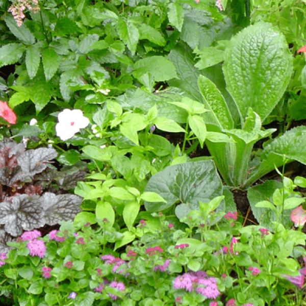 Flower Gardens - Eau Claire